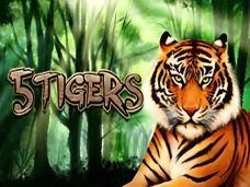 5 Tigers