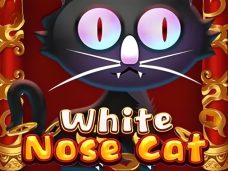 White Nose Cat