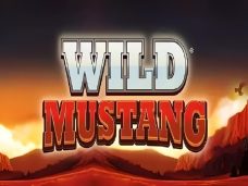 Wild Mustang