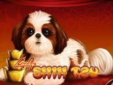 Lucky Shih Tzu