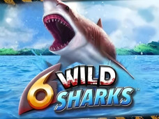 6 Wild Sharks