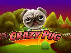 Crazy Pug