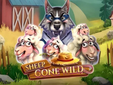 Sheep Gone Wild