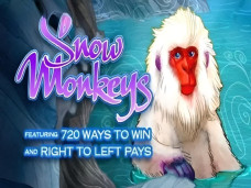 Snow Monkeys