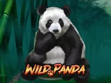 Wild Panda