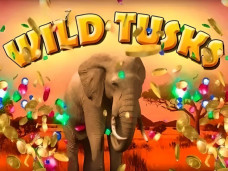 Wild Tusks